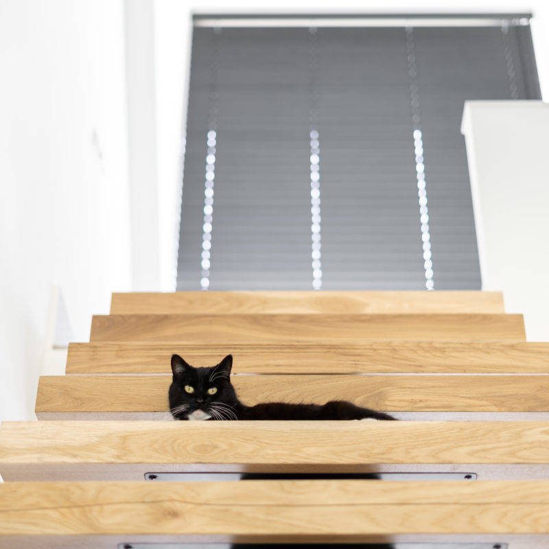 kat op trap